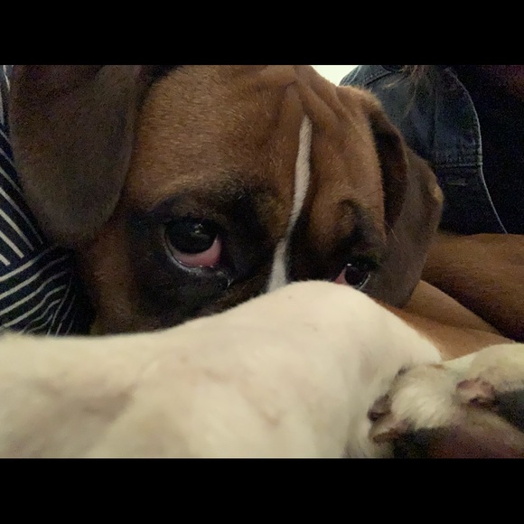 Meet your Posher, Gundel - Picture 1 of 1